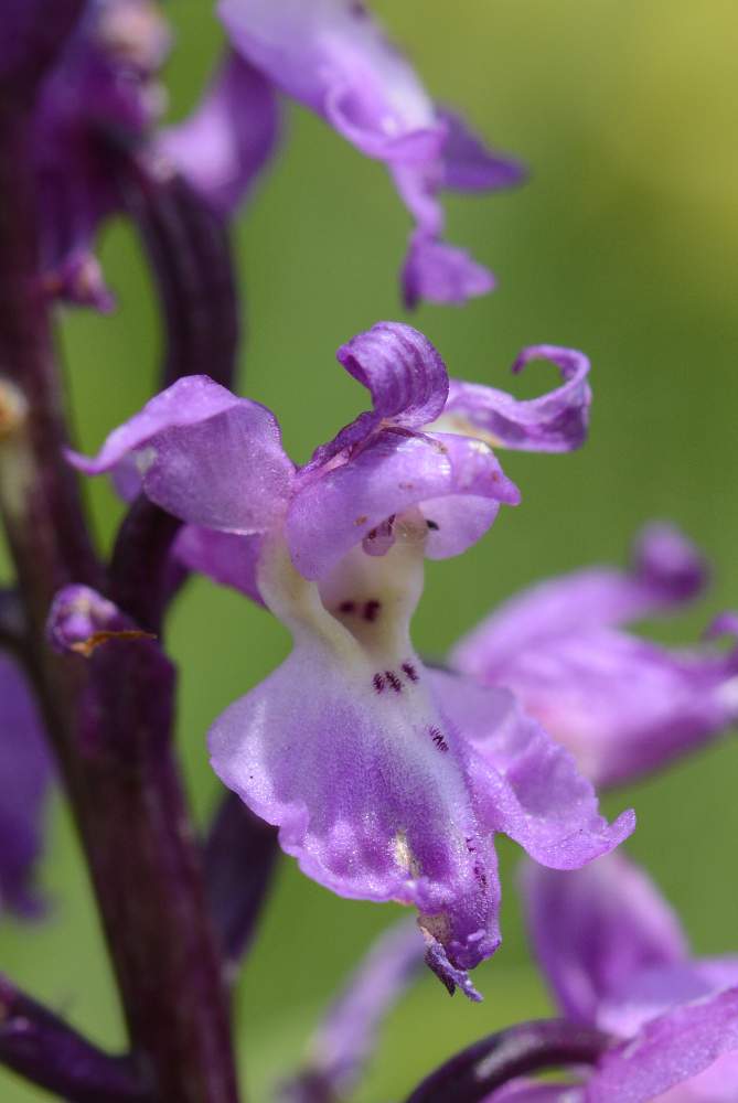 Orchidea da identificare